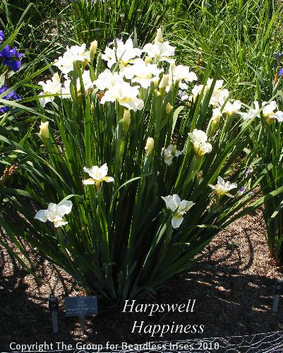 DSCF1455 - Harpswell Happiness